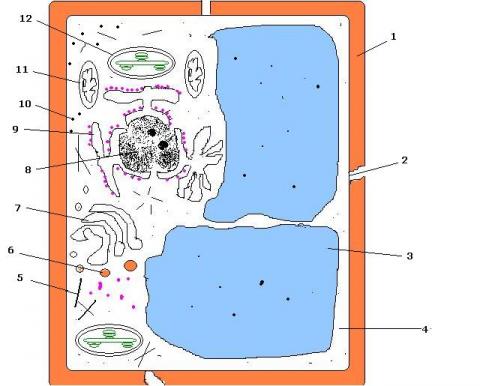 ilustracion Célula eucariota vegetal