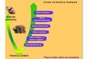 Línea de evolución de los seres humanos