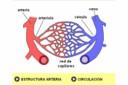 Estructura de los vasos sanguíneos