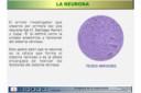 La neurona