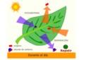 Respiración de las plantas durante el día