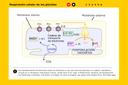 Respiración celular de los glúcidos